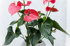 Anthurium rosso